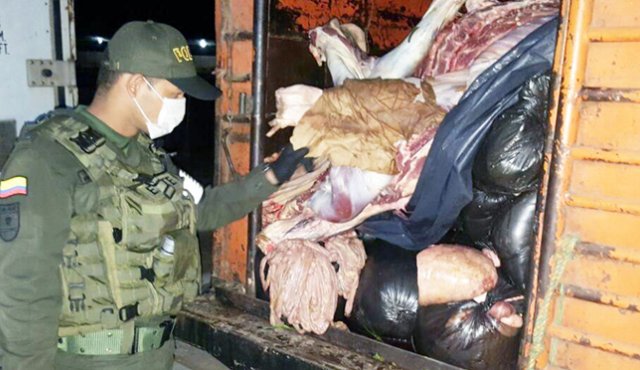 En estas condiciones eran transportadas las cinco toneladas de carne de contrabando que la Policía incautó en la vía Cúcuta-San Faustino. Cortesía