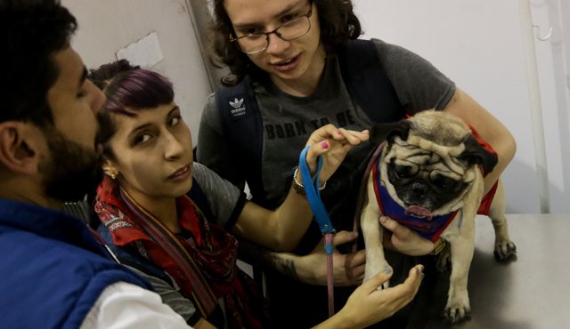 Debe ser un tratamiento rutinario en perros y gatos. Colprensa