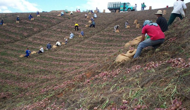 La vereda Mesa Llana del municipio de San Calixto es una de las zonas donde más se produce la cebolla roja, otrora ícono de la Provincia de Ocaña. Actualmente los cultivadores están afectados por la importación de cebolla peruana. Archivo La Opinión