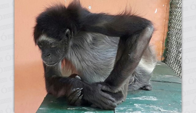 El animal fue llevado al hogar de paso 'Paco Piedra' en El Zulia Cortesía
