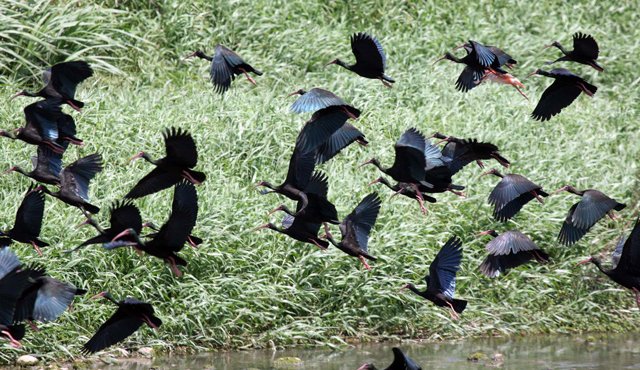De acuerdo con los cálculos de Mincomercio, en promedio un tour para observar aves puede costar 310 dólares por día. Archivo