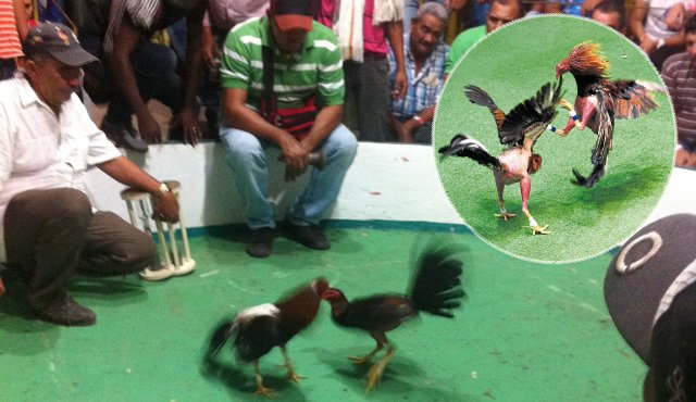 Cada animal lucha desesperadamente por no dejarse tumbar, ni clavar la espuela. La Opinión