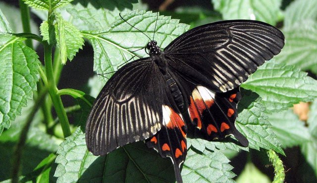 Uno de los mitos que hay en torno a la muerte están relacionados con la aparición de mariposas negras. Internet