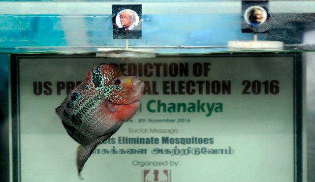 Las tres veces, el pez escogió el recipiente con la fotografía de Donald Trump. AFP