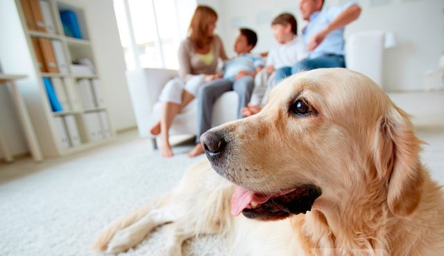 En otras ciudades del país los planes exequiales han sido aceptados por los dueños de las mascotas. Internet | Referencial