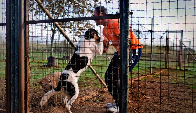 En Lisboa, los perros son llevados a las cárceles para ser cuidados y entrenados por los presos. AFP