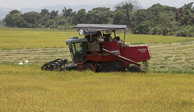 El arroz que siembran los colombianos llegará a 2,9 millones de toneladas en 2016, un incremento del 27% en relación al resultado conseguido en 2015. Colprensa