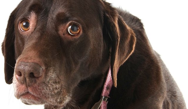 l médico veterinario Diego Naranjo Acosta sugiere el uso de esencias para disminuir las reacciones causadas por el ruido de la pólvora. Internet