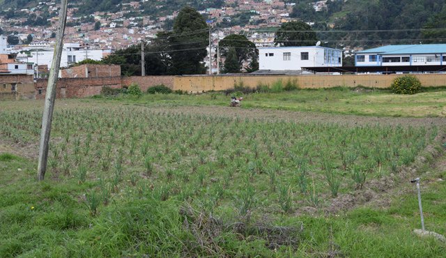 En el Iser se están implementando medios naturales para combatir las plagas en cultivos de hortalizas. Roberto Ospino
