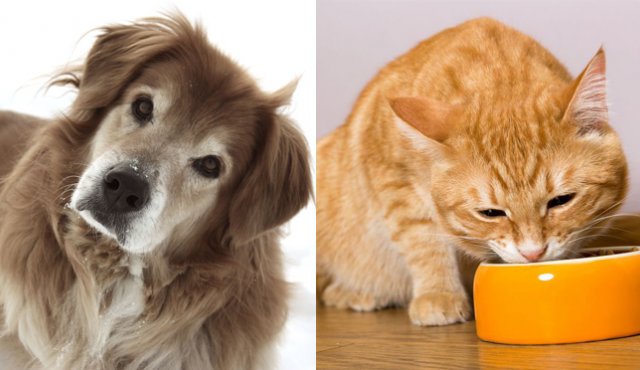 Al llegar a su vejez, los perros y gatos comienzan a perder algunas de sus características que los definieron durante los primeros años de su vida. Tomada de Internet