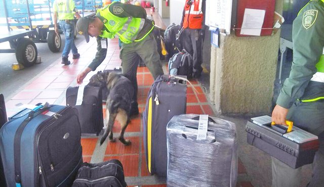Antes de que despegue un vuelo, los policías inspeccionan las maletas que irán en cada avión, con el fin de detectar cargamentos de drogas. Cortesía