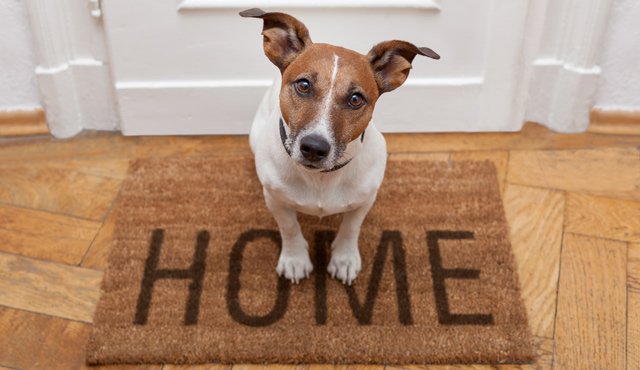 No todo lo que hacemos para cuidar a los perros puede resultar ameno para ellos. Tomada de Internet
