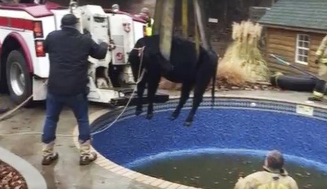 En la foto se muestra a bomberos sacando a una vaca de una piscina, afuera de una casa en Oklahoma City. AP