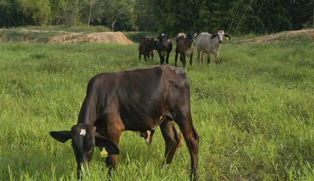 El muestreo se hizo en 161 predios escogidos al azar, donde se hicieron pruebas a 30 animales por propiedad, para determinar si había algún residuo del virus. Archivo