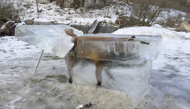 Se cree que el zorro cayó accidentalmente al río Danubio, del cual no salió con vida. AP