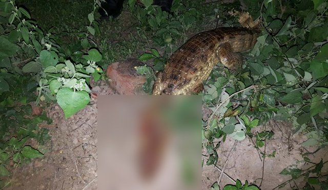 En este estado fue encontrada la babilla en la vereda Quebrada Seca, en el municipio de El Zulia. Cortesía