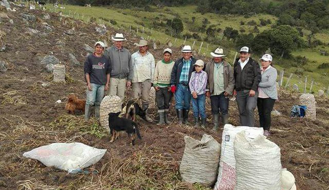 En Cácota se lidera la iniciativa para cultivar papa criolla dorada y mejorar los rendimientos de las cosechas. Cortesía