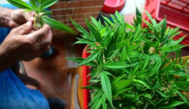 Planta de Marihuana. Colprensa