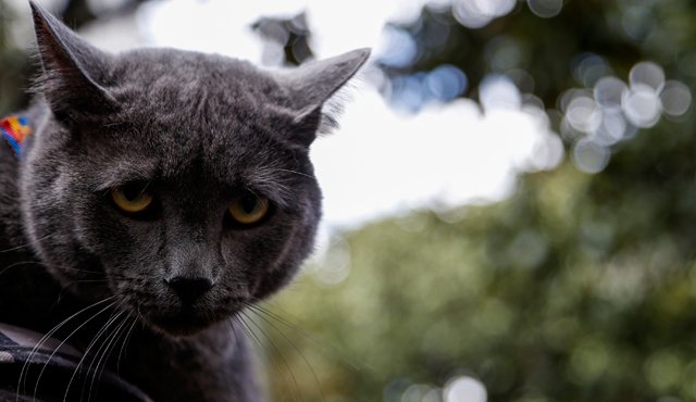 Una mujer de 25 años falleció luego de ser mordida por un gato Colprensa