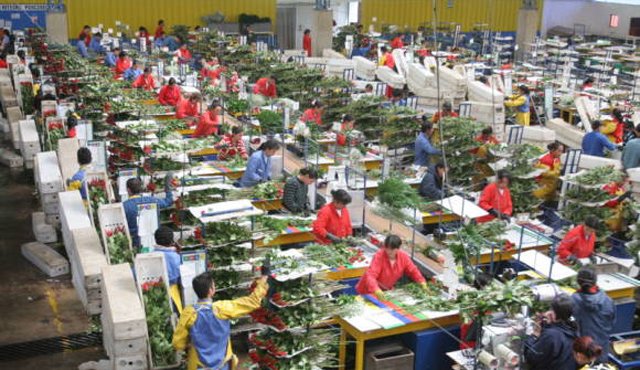 Aproximadamente 500 millones de flores fueron exportadas. Archivo