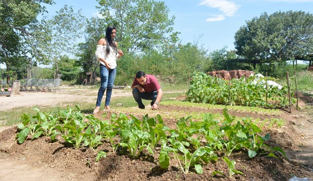 La huerta casera de Mariela ya ha dado sus frutos. Tiene cilantro, rábano, pepino, perejil y tomate, entre otros. Edinsson Figueroa