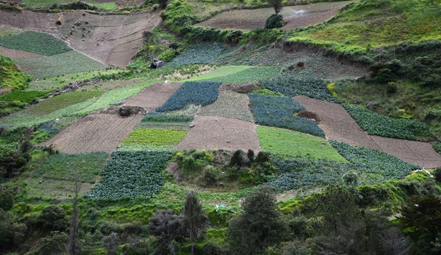 El año pasado se desembolsaron créditos en Norte de Santander por el orden de $209.872 millones, para la producción de cacao, hortalizas, café, arroz, ganadería, frutales e infraestructura agropecuaria. Archivo
