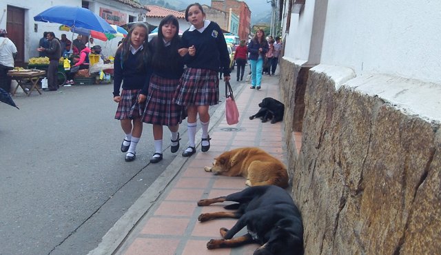 Imágenes como esta se volvieron frecuentes en las calles de Pamplona. Los perros callejeros andan en manadas y atacan a los transeúntes. Roberto Ospino
