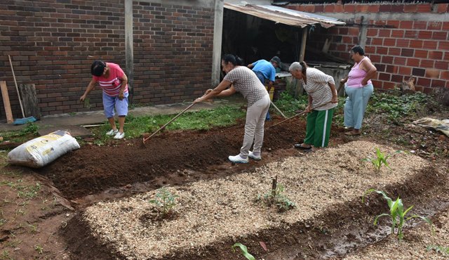 El grupo de ancianos Los Quinceañeros se han dado a la tarea de cultivar hortalizas que después plantean venderlas entre ellos mismos. Cortesía