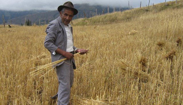 Así se observaban hace algunas décadas los campos de Cácota. Con el paso de los años se fueron acabando los cultivos de trigo. Cortesía