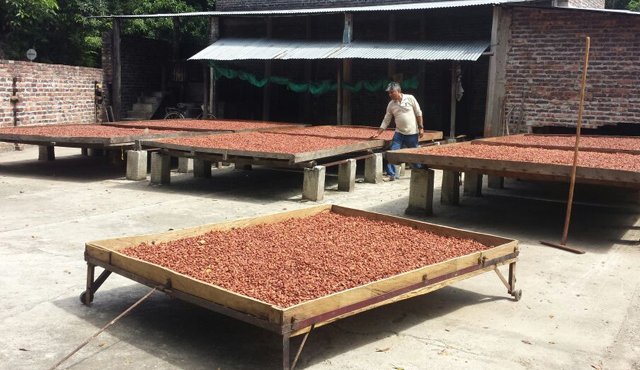 Los cacaoteros de la región deben mejorar la calidad, renovar los cultivos y sembrar nuevas plantas con miras a aumentar la productividad. Cortesía