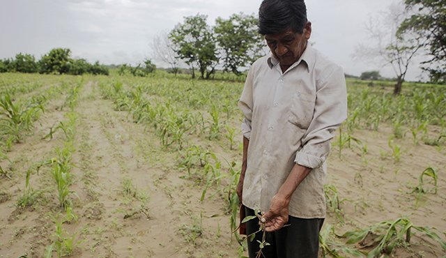 Un agricultor visita su campo de remolacha, destruido por inundaciones repentinas. AFP