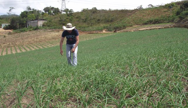La industria y el agro redujeron sus ventas al resto del mundo, los productos agropecuarios, alimentos y bebidas presentaron una disminución de 10%. Archivo La Opinión