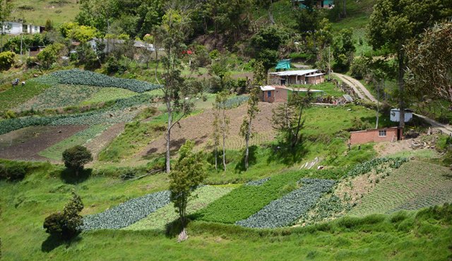Los altos costos de las pólizas y la falta de educación sobre la importancia de asegurar la inversión son factores inciden en el poco uso de los seguros agrícolas. Archivo La Opinión