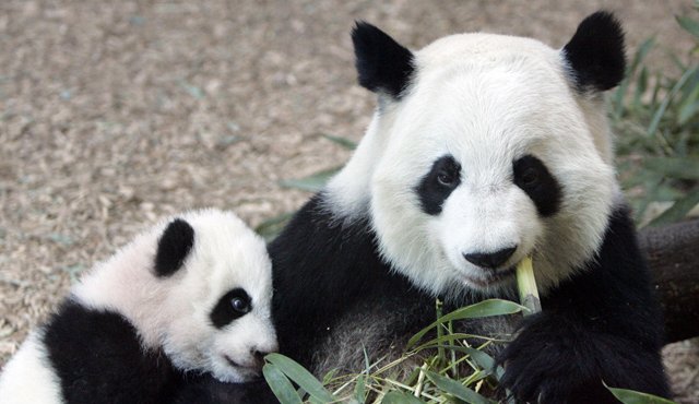 China le regalará al gobierno de Finlandia dos osos panda. Archivo