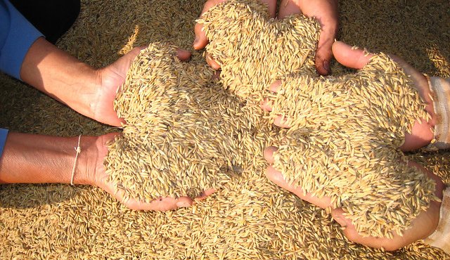 El Instituto de Vigilancia precisó que actualmente al país solo ha ingresado arroz procedente de Alemania, Estados Unidos y Perú. Colprensa