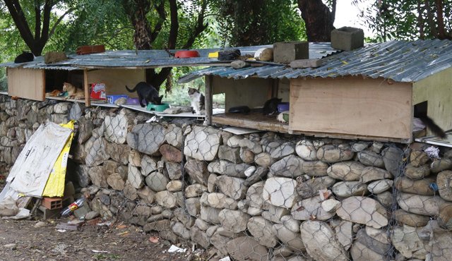 Los felinos se pasean sobre la avenida mientras esperan que alguien los adopte. Mario Franco