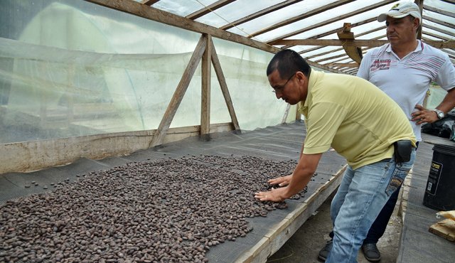 La caída de los precios de cacao en el mercado internacional causa alarma entre los productores del país. Archivo La Opinión
