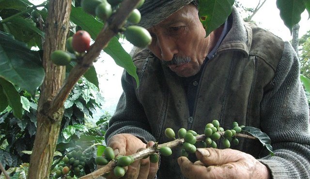 En los últimos doce meses, las exportaciones alcanzaron 13 millones de sacos, el mismo comportamiento del igual lapso anterior. Colprensa