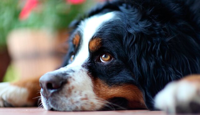 Los especialistas recomiendan no sobreproteger a las mascotas, para no generar modelos de comportamiento que les hacen daño. Internet