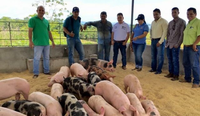 La organización internacional de Epizootias, máxima autoridad sanitaria del mundo, certificó que el 70% de la producción porcina de Colombia está libre de la peste porcina clásica, lo que podrá incentivar las exportaciones. Archivo