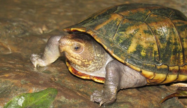 60 años habían pasado desde que se registró un ejemplar de esta especie. Cortesía