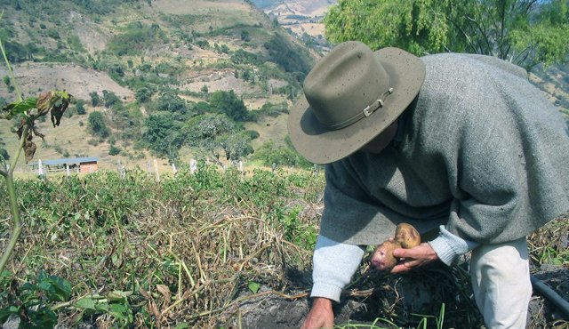 En siete años, la importación de papa precocida congelada proveniente de la Unión Europea creció 260%. Colprensa