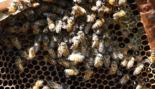 Tras estos estudios "no podemos seguir afirmando que los neonicotinoides en la agricultura no perjudican a las abejas". Archivo La Opinión
