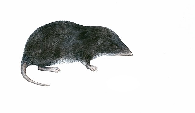 La especie solo habita en la zona limítrofe entre Colombia y Venezuela (municipio de Toledo), en el páramo Tamá. Ilustración de Orlando Armesto