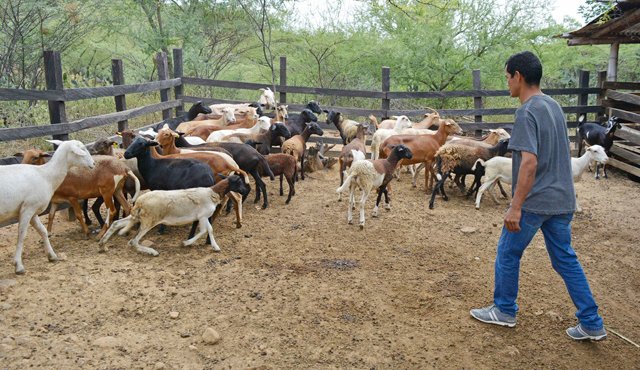 César Augusto Prada, pequeño productor de la vereda San Isidro, en San Cayetano, dijo que las 18 camuras que le quedan, de las 90 que llegaron a su aprisco, están en muy mal estado. Edinsson Figueroa