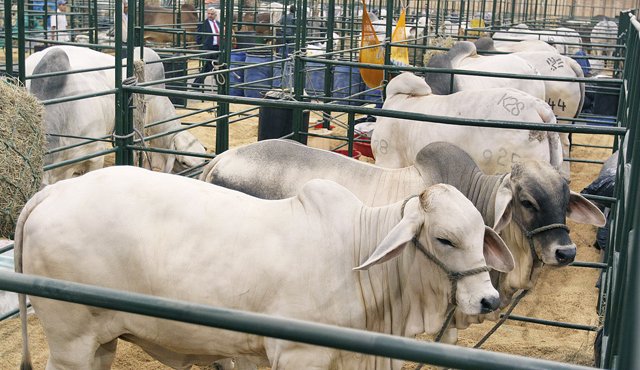 Los ganaderos deben prestar atención a las vesículas en lengua, paladar, labios, ubres y hendiduras, de los animales. Ante cualquier síntoma se recomienda llamar al ICA para que tomen las muestras de laboratorio. Colprensa