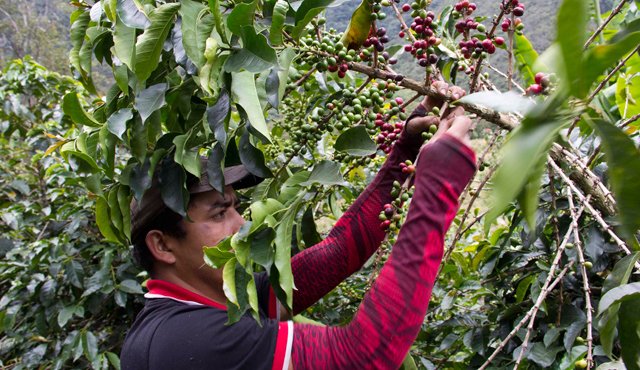 Esta es la primera vez que se reúnen tantos representantes de la cadena de valor del café, de más de 40 países. Archivo