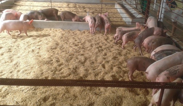 Se beneficiarán de un proyecto de mejoramiento de vivienda y generación de ingresos. Archivo