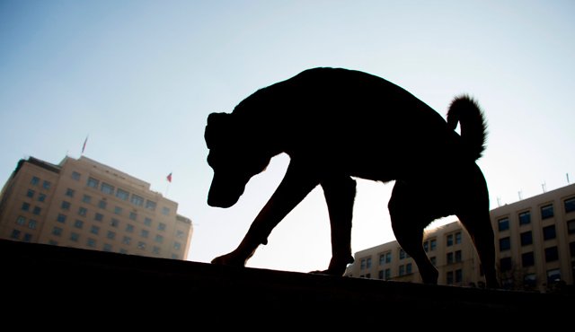 En Chile fue aprobada una ley a favor de las mascotas AFP