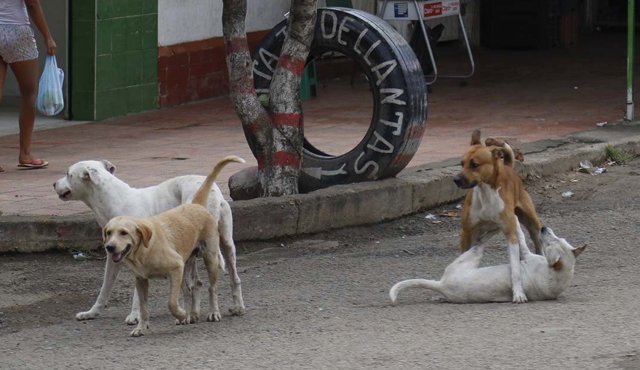 En Cúcuta no se tiene conocimiento de cuantos perros y gatos hay en la ciudad. Hace tres años se hizo un censo, pero no está actualizado. Archivo